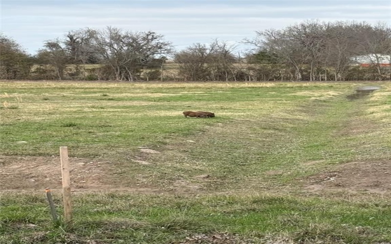 0002 Cr-4012, Mabank, TX 75147, ,Land,For Sale,0002 Cr-4012,20809415