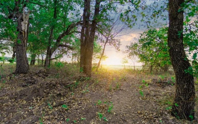Tbd CR170, Gorman, TX 76454, ,Land,For Sale,Tbd CR170,20815039