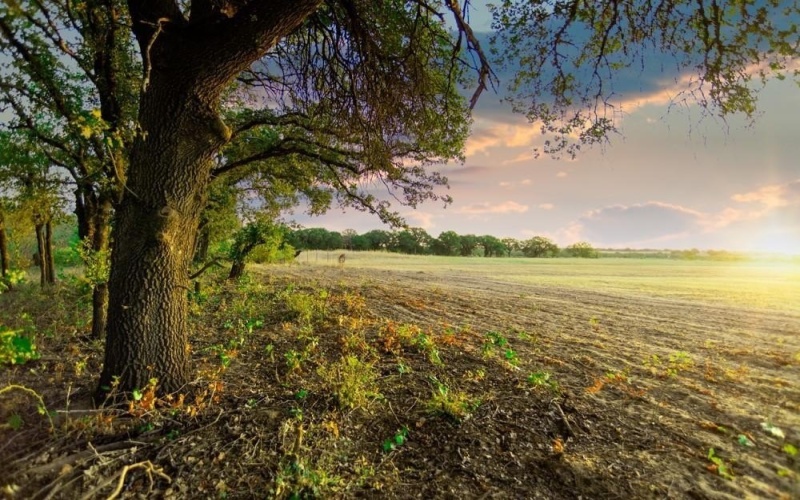 Tbd CR170, Gorman, TX 76454, ,Land,For Sale,Tbd CR170,20815039