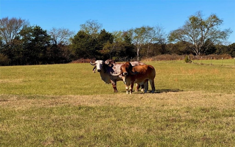 977 N Farm-to-Market Road 17, Alba, TX 75410, ,Commercial Sale,For Sale,977 N Farm-to-Market Road 17,20844809