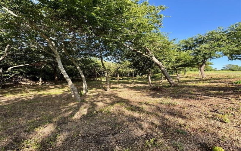 1784 Jilian Drive, Gunter, TX 75058, 4 Habitaciones Habitaciones , ,6 BañosBaños,Residential,En Venta,1784 Jilian Drive,0,20848911