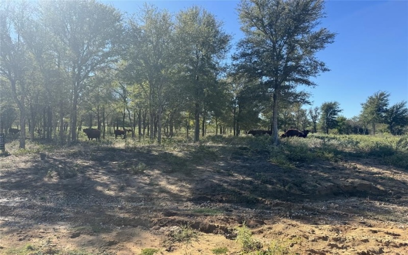 15 Fellowship Trail Drive, Perrin, TX 76486, 3 Bedrooms Bedrooms, ,2 BathroomsBathrooms,Residential,For Sale,15 Fellowship Trail Drive,20867707