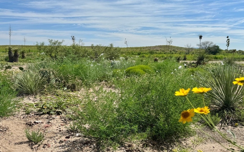 1603 W Washington St, Marfa, TX 79843, 1 Bedroom Bedrooms, ,1 BathroomBathrooms,Residential,For Sale,1603 W Washington St,158483