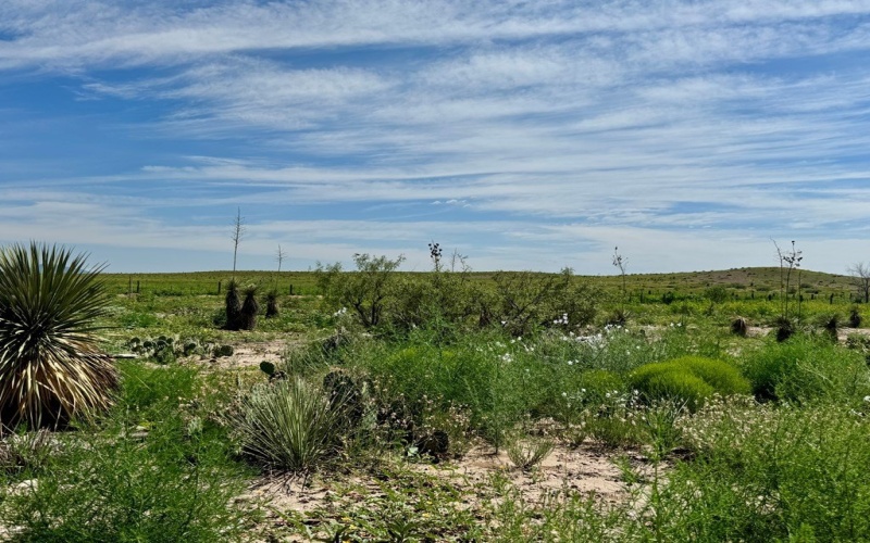 1603 W Washington St, Marfa, TX 79843, 1 Bedroom Bedrooms, ,1 BathroomBathrooms,Residential,For Sale,1603 W Washington St,158483