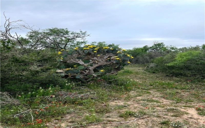 CR 104/Toro Rd, San Diego, TX 78384, 1 Bedroom Bedrooms, ,1 BathroomBathrooms,Farm,For Sale,CR 104/Toro Rd,458061