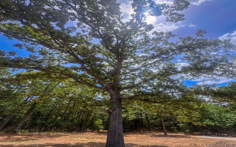 21 County Road 4449, Bivins, TX 75555, 4 Habitaciones Habitaciones , ,2 BañosBaños,Residential,En Venta,21 County Road 4449,0,20254996