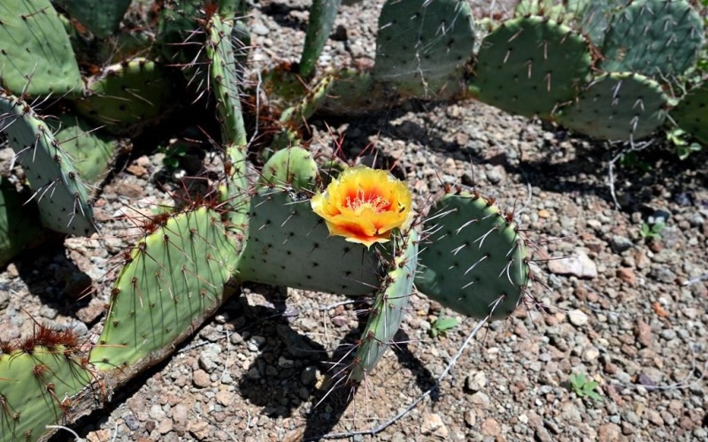 700 Gate 9 Road, Terlingua, TX 79852, 4 Habitaciones Habitaciones , ,3 BañosBaños,Residential,En Venta,700 Gate 9 Road,0,162317