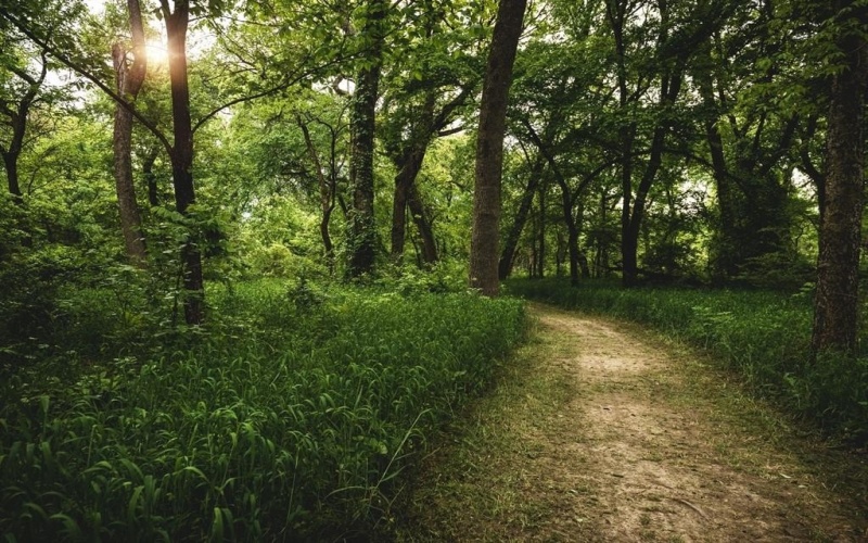 237 Bee Balm Road, McKinney, TX 75071, 4 Habitaciones Habitaciones , ,3 BañosBaños,Residential,En Venta,237 Bee Balm Road,0,21044304