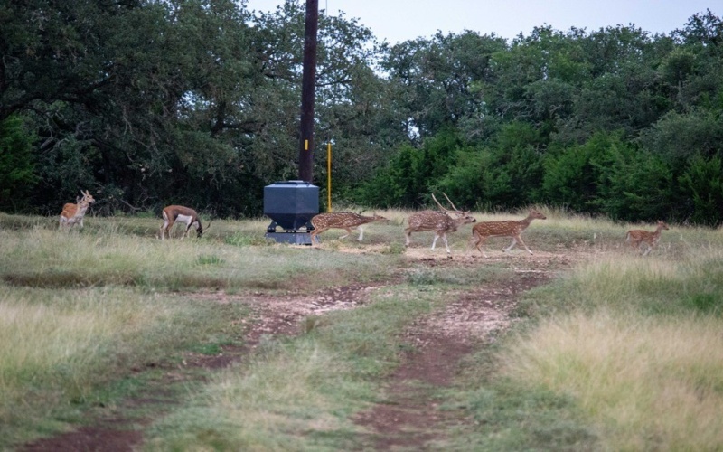 252 El Rincon Road, Mountain Home, TX 78058, ,Farm,For Sale,252 El Rincon Road,0,120170