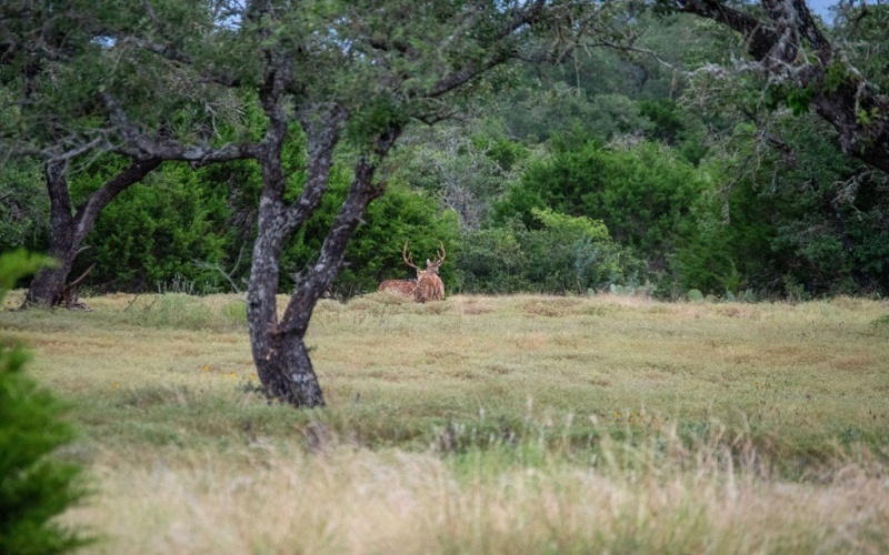 El Rincon Road, Mountain Home, TX 78058, ,Farm,For Sale,El Rincon Road,0,120172