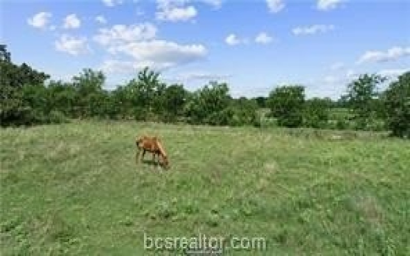 16685 Kelton Lane, Iola, TX 77861, 3 Habitaciones Habitaciones , ,2 BañosBaños,Residential,En Venta,16685 Kelton Lane,0,25009897