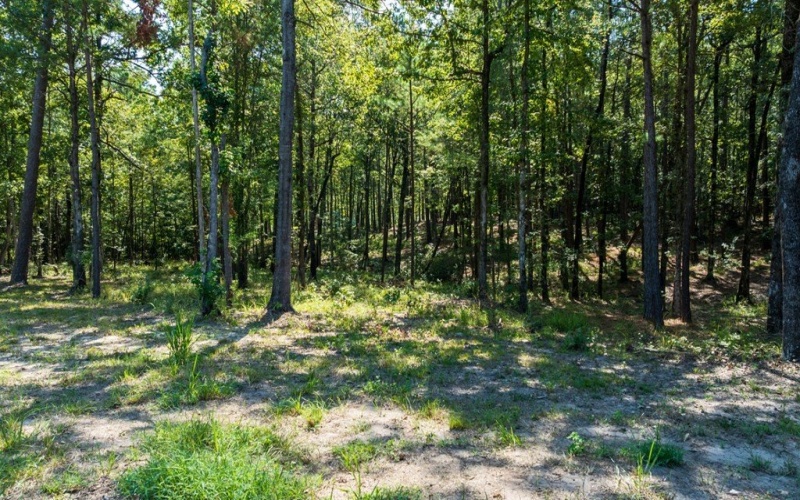 25125 Lot 127 FM 705, Broaddus, TX 75972, 3 Habitaciones Habitaciones , ,2 BañosBaños,Residential,En Venta,25125 Lot 127 FM 705,0,22501752