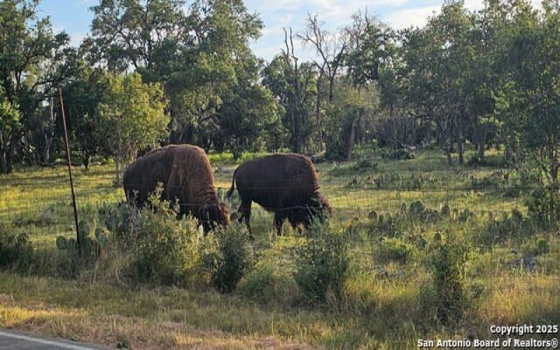660 Cypress pass, Spring Branch, TX 78070, 4 Bedrooms Bedrooms, ,2 BathroomsBathrooms,Residential,For Sale,660 Cypress pass,0,1914929