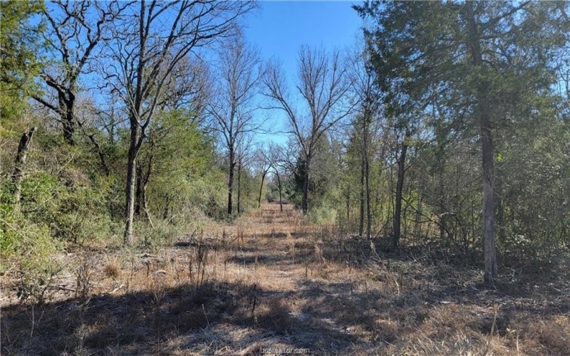 Lot 26 Forest Glen Court, Franklin, TX 77856, 4 Habitaciones Habitaciones , ,3 BañosBaños,Residential,En Venta,Lot 26 Forest Glen Court,0,25001718