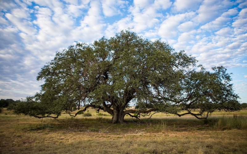 0 CR 224 W, Lampasas, TX 76550, 3 Bedrooms Bedrooms, ,2 BathroomsBathrooms,Residential,For Sale,0 CR 224 W,0,175519