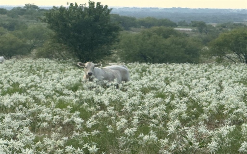 381 Private Road 4512, Decatur, TX 76234, 3 Habitaciones Habitaciones , ,2 BañosBaños,Residential,En Venta,381 Private Road 4512,0,21095947