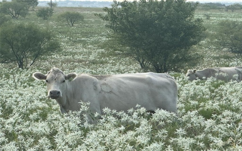 381 Private Road 4512, Decatur, TX 76234, 3 Habitaciones Habitaciones , ,2 BañosBaños,Residential,En Venta,381 Private Road 4512,0,21095947