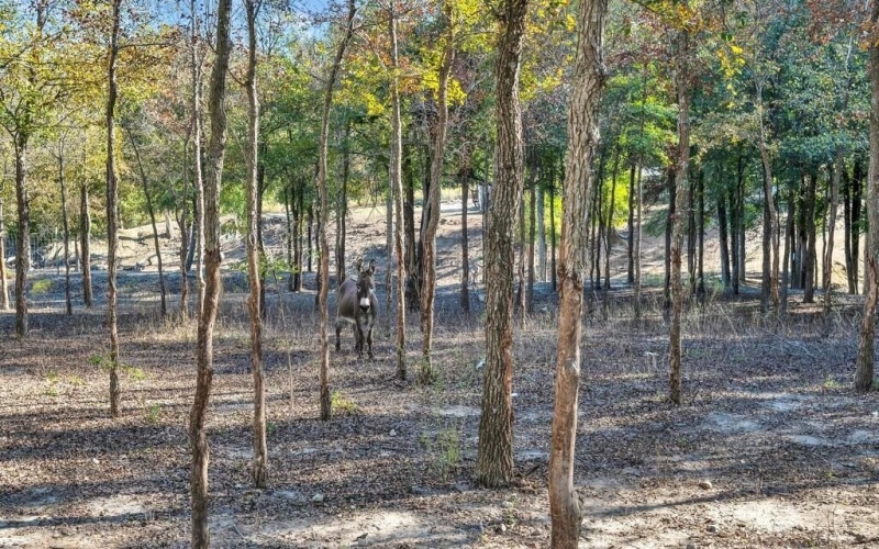 1445 Remington Circle, Moody, TX 76557, 4 Bedrooms Bedrooms, ,2 BathroomsBathrooms,Residential,For Sale,1445 Remington Circle,0,21103958