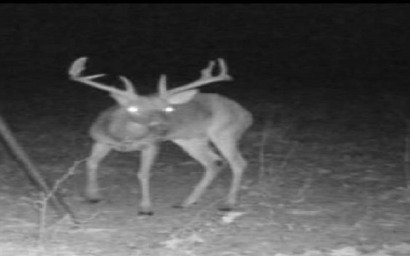 267 Private Road 6294, Palestine, TX 75801, 2 Bedrooms Bedrooms, ,2 BathroomsBathrooms,Residential,For Sale,267 Private Road 6294,0,21110300