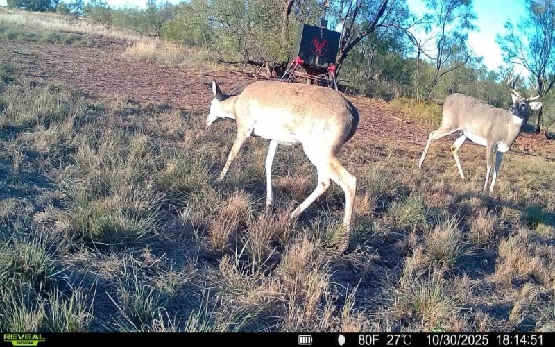 2365 CR 355, Justiceburg, TX 79330, 3 Bedrooms Bedrooms, ,3 BathroomsBathrooms,Residential,For Sale,2365 CR 355,0,202562961