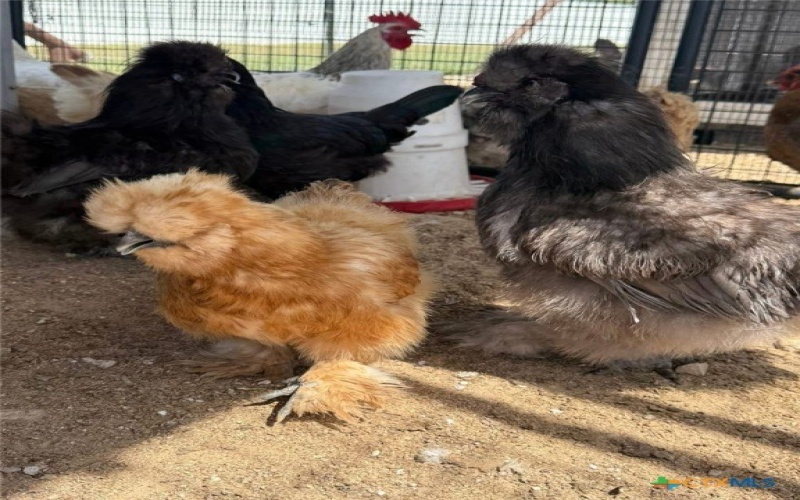 3196 Rene Street, Copperas Cove, TX 76522, ,Residential,For Sale,3196 Rene Street,0,590134