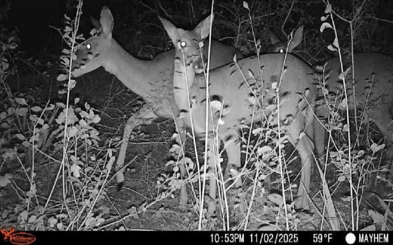 7553 Hutcheson Hill Road, Springtown, TX 76082, 3 Habitaciones Habitaciones , ,2 BañosBaños,Residential,En Venta,7553 Hutcheson Hill Road,0,21099800