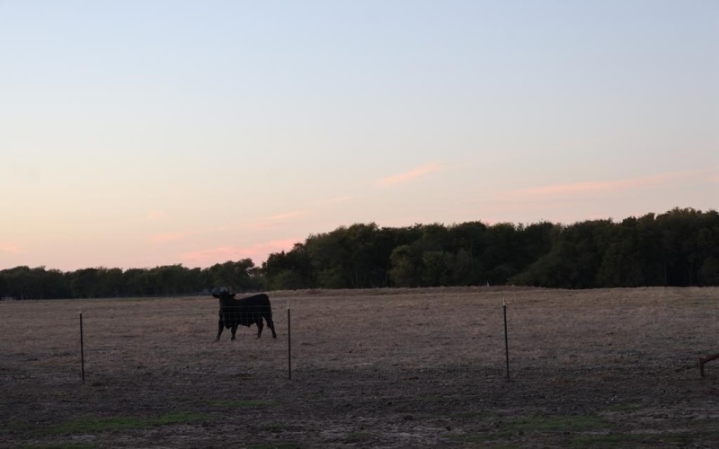 138341 County Rd 101, Grandview, TX 76050, ,1 BañoBaños,Residential,En Venta,138341 County Rd 101,0,50086878