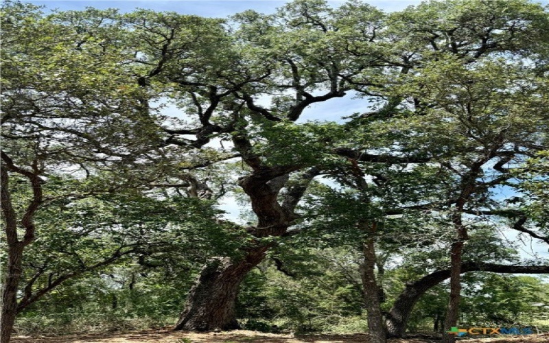 2887 CR 255 - FAMILY COMPOUND, Georgetown, TX 78633, 21 Bedrooms Bedrooms, ,10 BathroomsBathrooms,Residential,For Sale,2887 CR 255 - FAMILY COMPOUND,0,597990