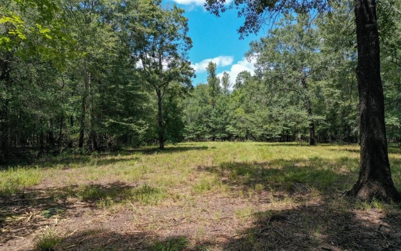 0 Private Road 1428, Centerville, TX 75833, ,Land,For Sale,0 Private Road 1428,0,21119611