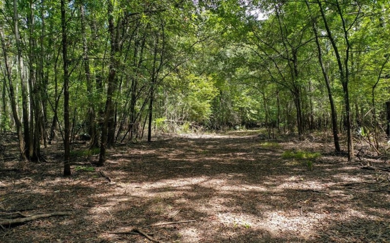0 Private Road 1428, Centerville, TX 75833, ,Land,For Sale,0 Private Road 1428,0,21119611