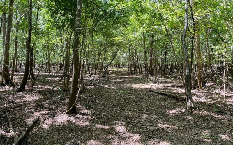 0 Private Road 1428, Centerville, TX 75833, ,Land,For Sale,0 Private Road 1428,0,21119611