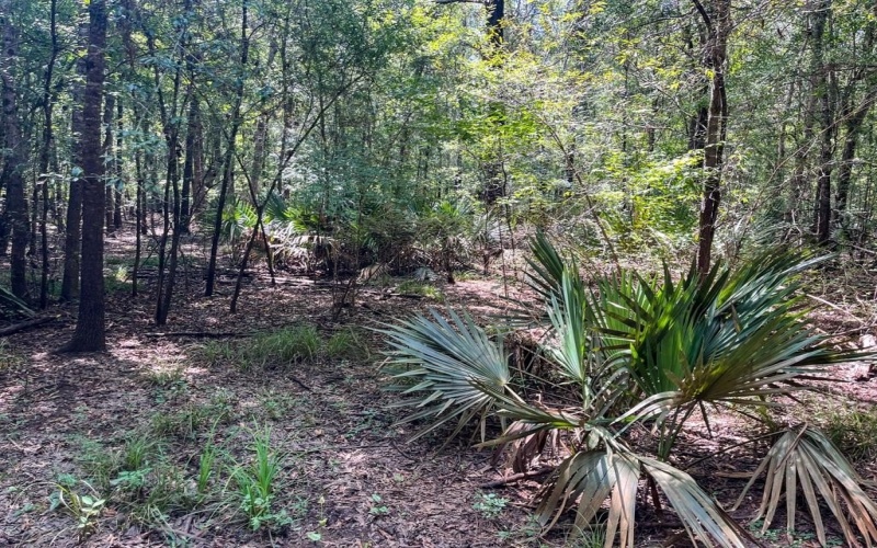 0 Private Road 1428, Centerville, TX 75833, ,Land,For Sale,0 Private Road 1428,0,21119611