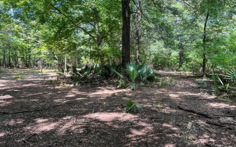 0 Private Road 1428, Centerville, TX 75833, ,Land,For Sale,0 Private Road 1428,0,21119611