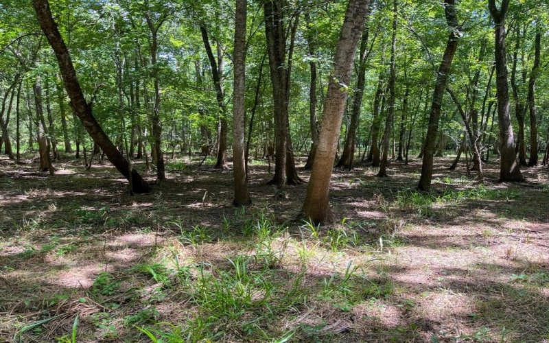 0 Private Road 1428, Centerville, TX 75833, ,Land,For Sale,0 Private Road 1428,0,21119611