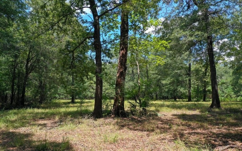 0 Private Road 1428, Centerville, TX 75833, ,Land,For Sale,0 Private Road 1428,0,21119611