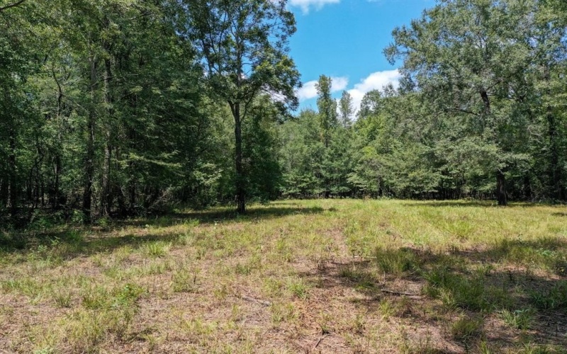 0 Private Road 1428, Centerville, TX 75833, ,Land,For Sale,0 Private Road 1428,0,21119611