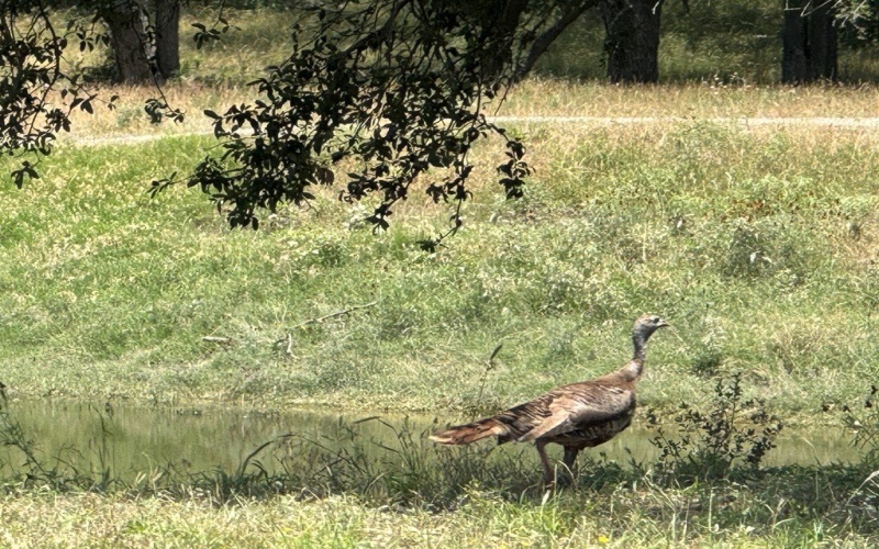 1275 Cypress Creek Rd, Kerrville, TX 78028, ,Farm,For Sale,1275 Cypress Creek Rd,118157