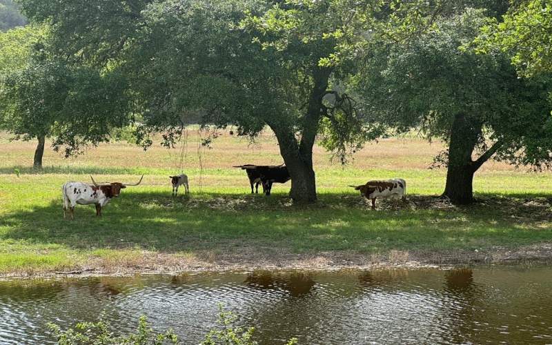 1275 Cypress Creek Rd, Kerrville, TX 78028, ,Farm,For Sale,1275 Cypress Creek Rd,118157