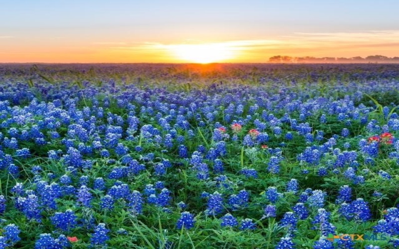 120 Fox Run, Georgetown, TX 78628, 4 Habitaciones Habitaciones , ,3 BañosBaños,Residential,En Venta,120 Fox Run,0,599734