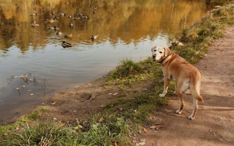 417 Heritage Ranch Trail, Sherman, TX 75092, 4 Habitaciones Habitaciones , ,3 BañosBaños,Residential,En Venta,417 Heritage Ranch Trail,0,21134123