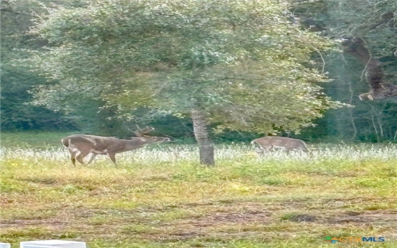 725 Private Road 1581, Hallettsville, TX 77964, 3 Habitaciones Habitaciones , ,2 BañosBaños,Granja,En Venta,725 Private Road 1581,0,601032