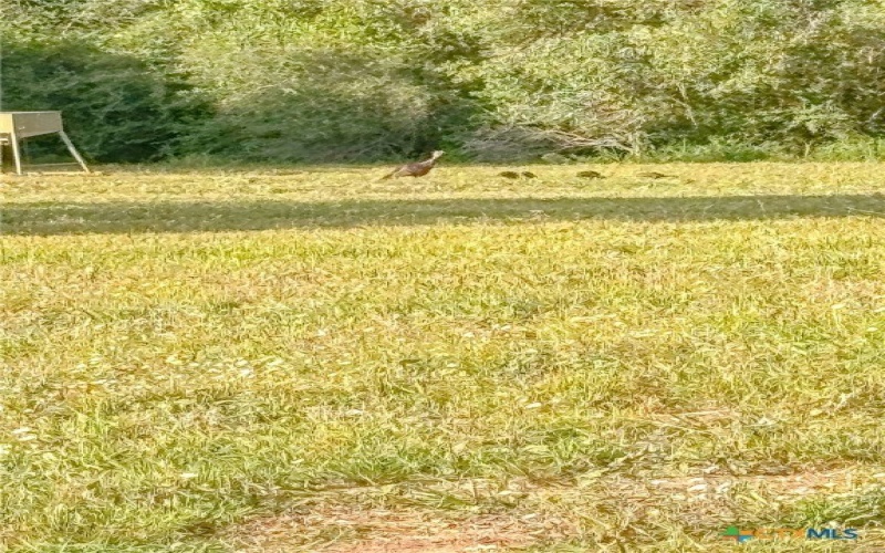 725 Private Road 1581, Hallettsville, TX 77964, 3 Habitaciones Habitaciones , ,2 BañosBaños,Granja,En Venta,725 Private Road 1581,0,601032