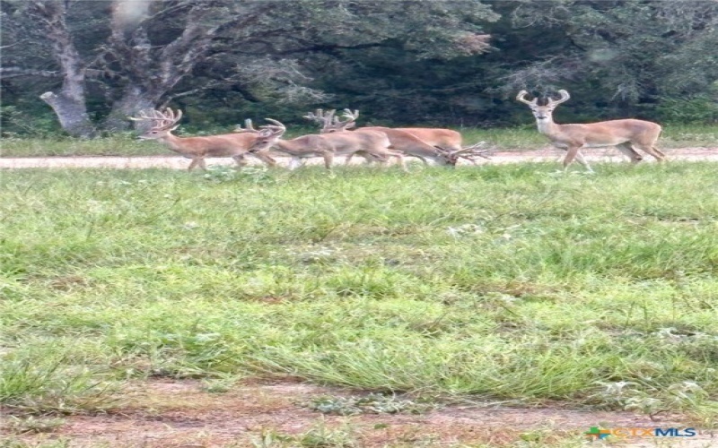 725 Private Road 1581, Hallettsville, TX 77964, 3 Habitaciones Habitaciones , ,2 BañosBaños,Granja,En Venta,725 Private Road 1581,0,601032