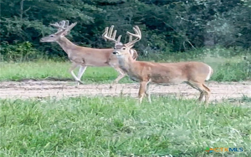 725 Private Road 1581, Hallettsville, TX 77964, 3 Habitaciones Habitaciones , ,2 BañosBaños,Granja,En Venta,725 Private Road 1581,0,601032