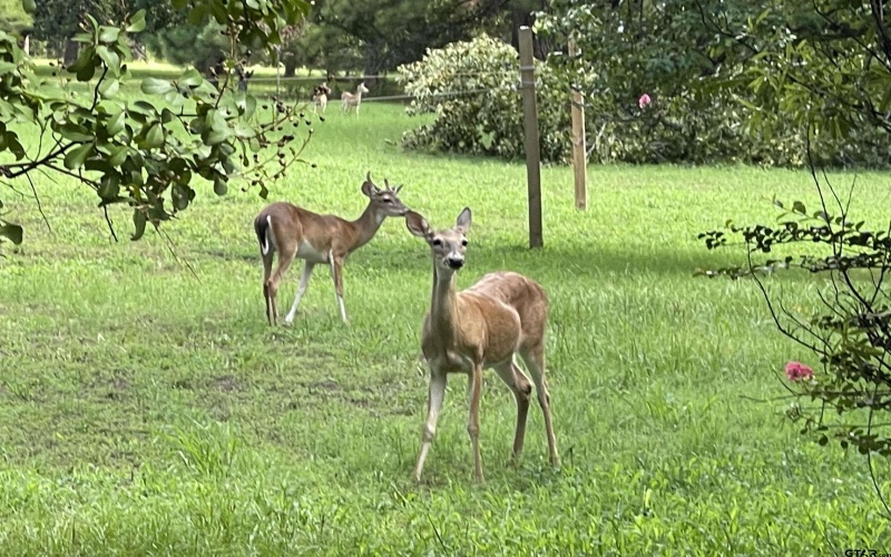 117 Cypress Circle, Mt Vernon, TX 75457, 3 Habitaciones Habitaciones , ,2 BañosBaños,Residential,En Venta,117 Cypress Circle,0,26000858