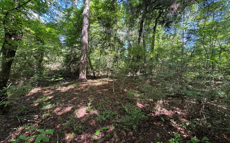 244 Lakewood, Hemphill, TX 77660, 2 Habitaciones Habitaciones , ,2 BañosBaños,Residential,En Venta,244 Lakewood,5104620