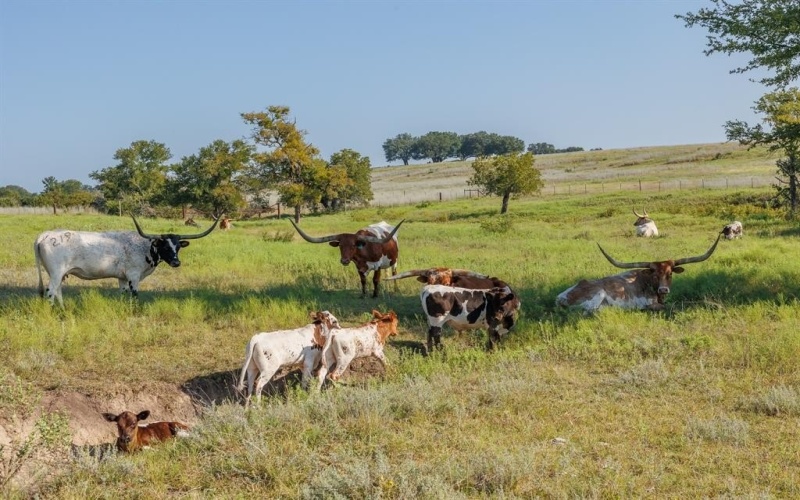 395 Emma Jean Trail, Iredell, TX 76649, 4 Bedrooms Bedrooms, ,3 BathroomsBathrooms,Residential,For Sale,395 Emma Jean Trail,0,21145512