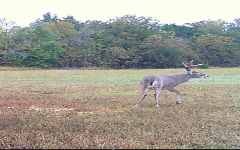 1151 CR 24900 Road, Roxton, TX 75477, 2 Bedrooms Bedrooms, ,1 BathroomBathrooms,Residential,For Sale,1151 CR 24900 Road,0,21169115