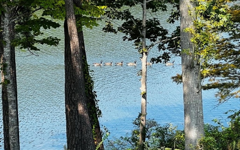 422 Beechwood Loop, Hemphill, TX 75948, 3 Bedrooms Bedrooms, ,2 BathroomsBathrooms,Residential,For Sale,422 Beechwood Loop,0,65105619