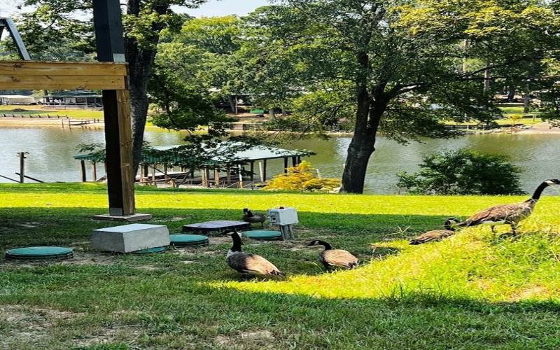 422 Beechwood Loop, Hemphill, TX 75948, 3 Bedrooms Bedrooms, ,2 BathroomsBathrooms,Residential,For Sale,422 Beechwood Loop,0,65105619